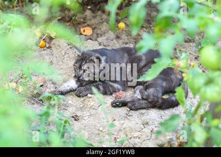 Chat mâle adulte reposant sur un lit de fleur dans un jardin Banque D'Images