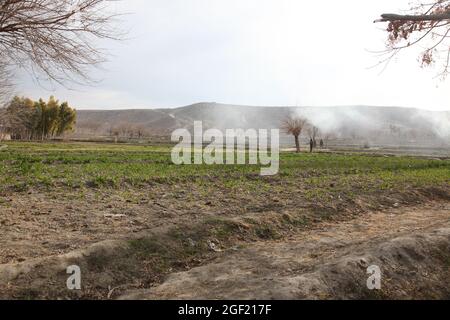 Des soldats de l'Armée nationale afghane patrouillent dans un champ utilisé pour cultiver des graines de pavot illégales, 26 janvier 2012, district de Memlah, province de Nangarhar, Afghanistan. Banque D'Images