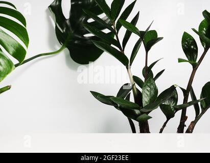 Monstera laisse et Zamioculcas comme arrière-plan derrière une étagère blanche, un podium pour le design. Banque D'Images