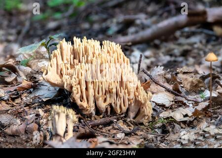 Gros plan d'un champignon de corail de saumon, le Ramaria formosa, entre les aiguilles de pin et la mousse Banque D'Images