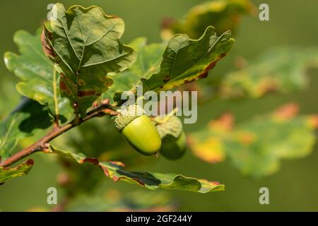 Acornes poussant sur des branches du chêne commun (Quercus robur) dans la nature estonienne Banque D'Images