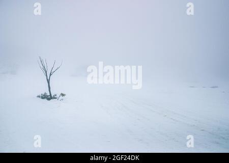 Un arbre isolé dans un paysage de neige désolé, sombre, brumeux et vide de vie Banque D'Images