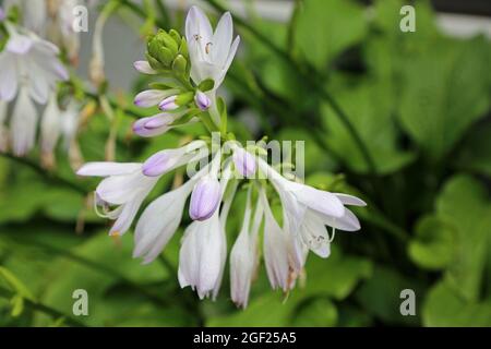 Fleur Hosta Banque D'Images