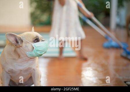 Bulldog français portant un masque facial avec une femme embrouillée qui se moque du sol Banque D'Images