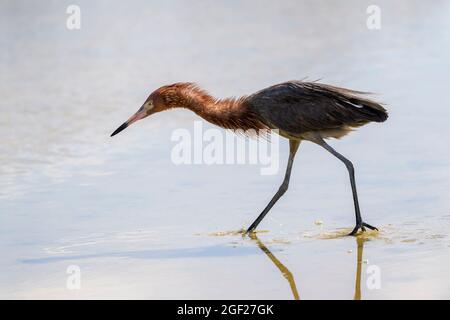 Egretta rufescens (Egretta rufescens) pêche en eaux peu profondes, Bonaire, Antilles néerlandaises. Banque D'Images