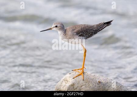 Des pattes jaunes moins importantes (Tringa flavipes) se tenant sur le rocher, le lac Goto, Bonaire, les Caraïbes néerlandaises. Banque D'Images