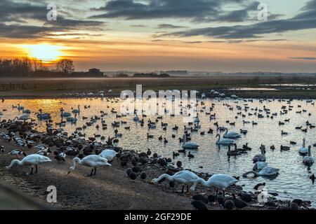 Martin Mere ; WWT ; Lancashire ; Royaume-Uni Banque D'Images