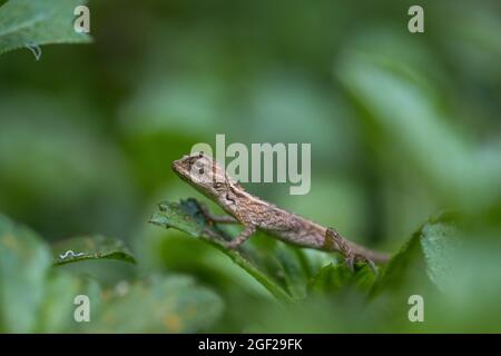 Jardin oriental Lizard; calotes versicolor; Maldives Banque D'Images
