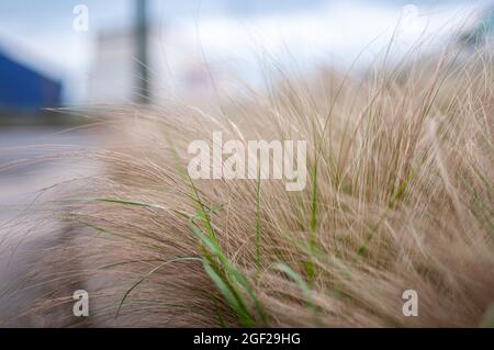 La peluche est morte en haut de l'herbe sur le côté de la route, Brighton, East Sussex, Royaume-Uni. Banque D'Images