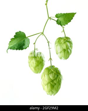 cônes de plantes de houblon vert frais isolés sur fond blanc Banque D'Images