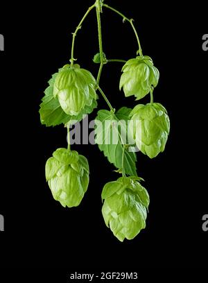 cônes de plantes de houblon vert frais macro isolés sur fond noir Banque D'Images