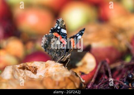 Red Admiral Butterfly; Vanessa atalanta; on Fallen fruit; UK Banque D'Images