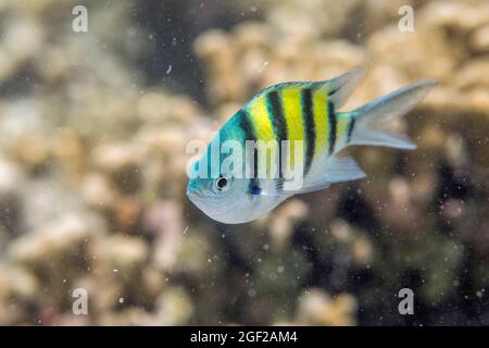 Sergent Major Fish; Abudefduf vaigiensis; Maldives Banque D'Images