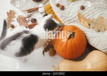 Joli chaton jouant avec la citrouille sur fond de sweaters confortables avec des feuilles d'automne sur bois blanc. Animaux de compagnie et saison d'automne, agréable vie lente. Merci Banque D'Images