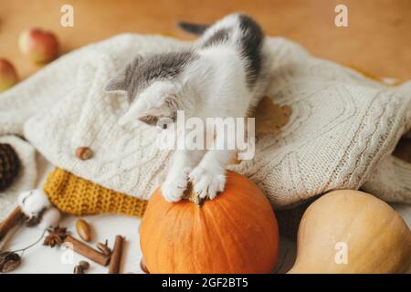 Mignons pattes de chaton sur la citrouille sur fond de sweaters confortables avec des feuilles d'automne sur bois blanc. Chat jouant avec la décoration d'automne. Animaux de compagnie et automne. Merci Banque D'Images