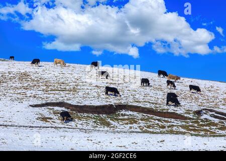 Un troupeau de bétail qui broutage sur une colline enneigée. Photographié dans le plateau volcanique de l'île du Nord, Nouvelle-Zélande Banque D'Images