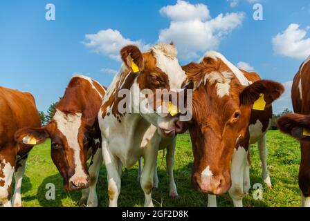 Des vaches amusantes en été dans le champ avec la langue pendante Banque D'Images