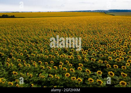 Vue aérienne du champ de tournesol agricole Banque D'Images