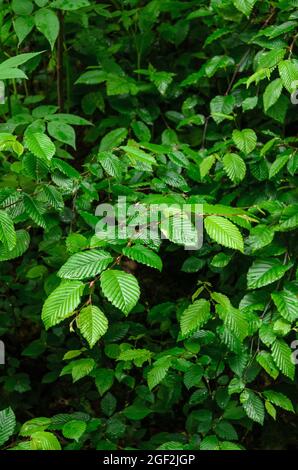 Carpinus betulus, feuilles vertes et feuillage de l'Hornbeam européen ou commun, arbre de la famille des Betulacées de bouleau Banque D'Images