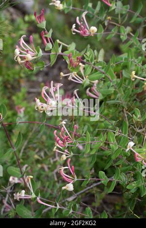 Honeysuckle sauvage, Lonicera imptexa, asa Evergreen Honeysuckle ou Mediterranean Honeysuckle Banque D'Images