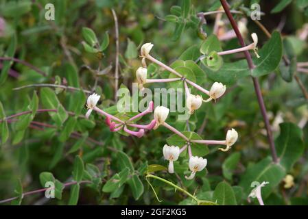 Honeysuckle sauvage, Lonicera imptexa, asa Evergreen Honeysuckle ou Mediterranean Honeysuckle Banque D'Images