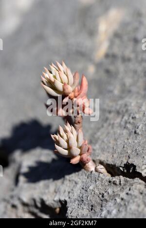 Pâle Stonecrop, Sedum sediforme aka Petrosedum sediforme, succulent croissant en fissure calcaire ou Rocky Crevice Luberon Réserve naturelle Provence France Banque D'Images