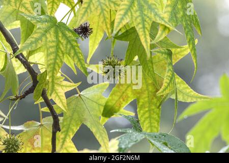 Noyer satiné, Gomme sucrée, Gomme rouge (Liquidambar styraciflua), branche avec fruits Banque D'Images