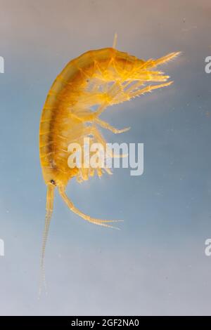 Crevettes d'eau douce (Rivulogammarus pulex, Gammarus pulex), gros plan, Allemagne Banque D'Images