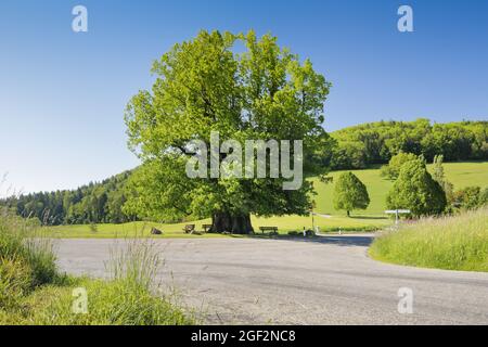 Tilleul à gros feuilles, tilleul (Tilia platyphyllos), tilleul de Linn, grand tilleul antique debout à la fourche sous un ciel bleu, Suisse, Banque D'Images