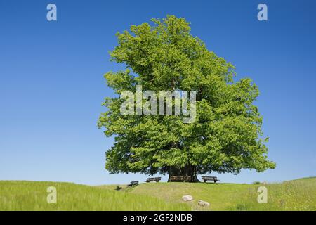 Tilleul à gros feuilles, tilleul (Tilia platyphyllos), tilleul de Linn, grand tilleul antique debout sous un ciel bleu, Suisse, Argovie, Banque D'Images