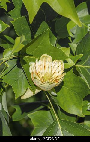 tulipe (Liriodendron tulipifera), branche avec fleur, Allemagne Banque D'Images