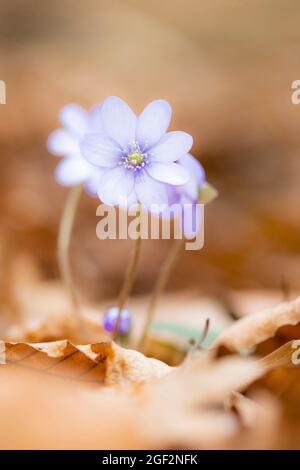 Hepatica, American liverleaf (Hepatica nobilis hépatique, anemone hepatica), la floraison, l'Allemagne, la Bavière Banque D'Images