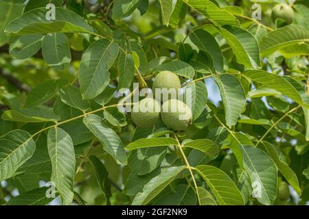 Noyer (Juglans regia 'Ockerwitzer Lange', Juglans regia Ockerwitzer Lange), noix sur un arbre, cultivar Ockerwitzer Lange Banque D'Images