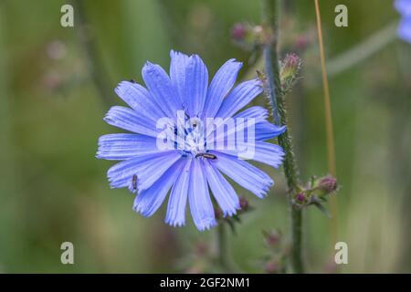 Marins bleus, chicorée commune, succinoire sauvage (Cichorium intybus), fleur, Allemagne, Bavière Banque D'Images