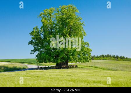 Tilleul à gros feuilles, tilleul (Tilia platyphyllos), tilleul de Linn, grand tilleul antique debout à la fourche sous un ciel bleu, Suisse, Banque D'Images