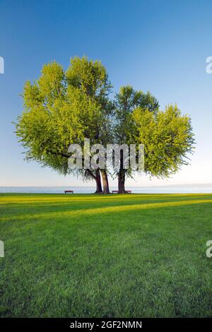 Érable argenté, érable blanc, érable à oeil d'oiseau (Acer saccharinum), bancs sous une grande érable argenté sur la rive du lac Constance près d'Arbon, Banque D'Images