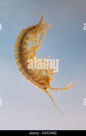 Crevettes d'eau douce (Rivulogammarus pulex, Gammarus pulex), gros plan, Allemagne Banque D'Images