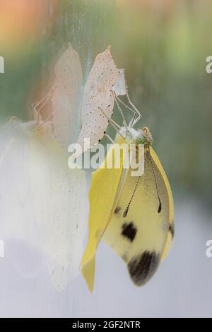 Petit blanc, papillon de chou, cabageverme importé (Pieris rapae, Artogeia rapae), juste après avoir frayé sur l'exuvia, Allemagne, Bavière Banque D'Images