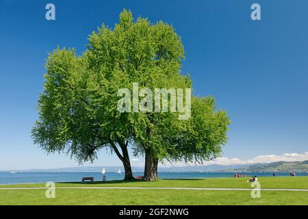 Érable argenté, érable blanc, érable pour les yeux d'oiseau (Acer saccharinum), grand érable argenté et pelouse sur la rive du lac de Constance près d'Arbon, Thurgau, Banque D'Images