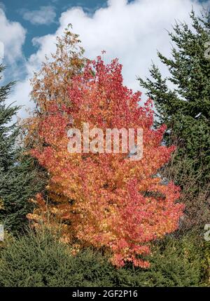 Noyer satiné, Gomme sucrée, Gomme rouge (Liquidambar styraciflua), habit en automne, Allemagne Banque D'Images