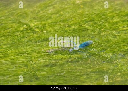 Ailes noires à bandes, agrion à bandes, demoiselle à bandes (Calopteryx splendens, Agrion splendens), mâle et femelle submergé, dépôt d'oeufs, Allemagne, Banque D'Images