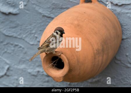 Moineau eurasien (Passer montanus), sur une boîte de nidification en argile , Allemagne Banque D'Images