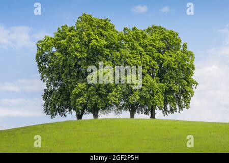 Tilleul à petits feuilles, tilleulaf, tilleul à petites feuilles (Tilia cordata), quatre grands tilleuls sur une colline, Suisse, Saint-Gall, Gossau Banque D'Images