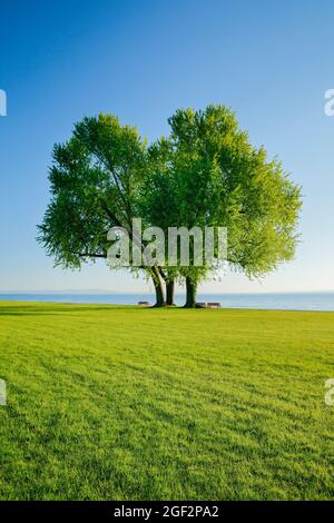 Érable argenté, érable blanc, érable à oeil d'oiseau (Acer saccharinum), bancs sous une grande érable argenté sur la rive du lac Constance près d'Arbon, Banque D'Images