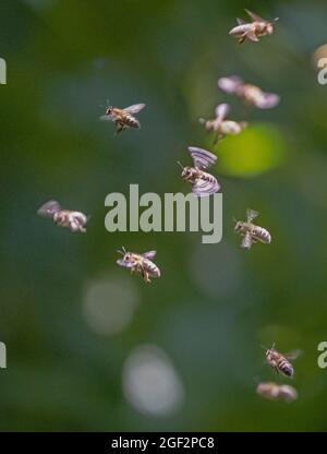 Abeille, abeille (APIS mellifera mellifera), plusieurs abeilles volantes, Allemagne Banque D'Images