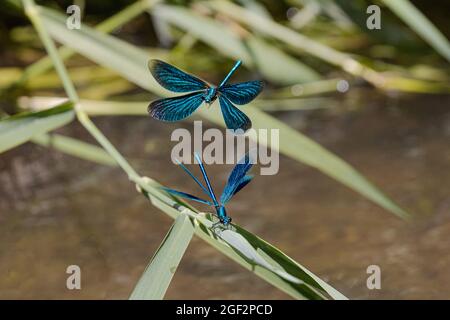Ailes noires baguées, agrion bagués, demoiselle baguée (Calopteryx splendens, Agrion splendens), mâle est attaqué par un beau Demoiselle mâle, Banque D'Images
