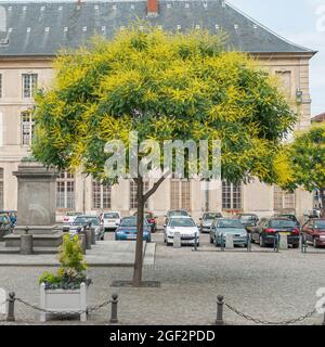 arbre de pluie doré (Koelreuteria paniculata), qui fleurira sur une place, France Banque D'Images