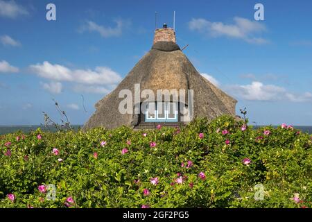 Rose chien (Rosa canina), maison de chaume, maison frisonne, Allemagne, Schleswig-Holstein, Sylt, Hoernum Banque D'Images