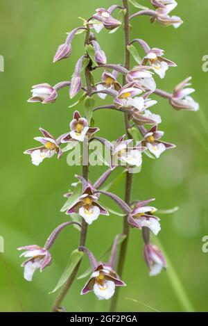 Marsh helleborine Epipactis palustris), (fleurs, Germany Banque D'Images
