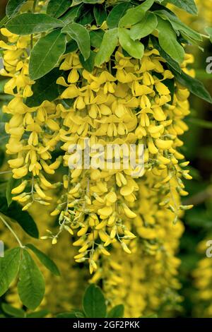 Arbre à chaîne d'or (Laburnum x watereri 'Vossii', Laburnum x watereri Vossii), floraison; cultivar Vossii, Allemagne Banque D'Images